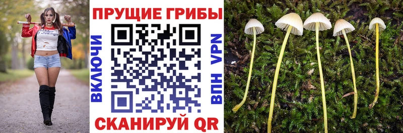 купить  цена  Струнино  Галлюциногенные грибы Cubensis 